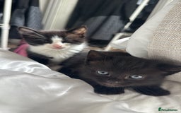 Mixed Breed cats for sale: Adorable 6 week Kittens Looking for Loving Homes! - Image 4