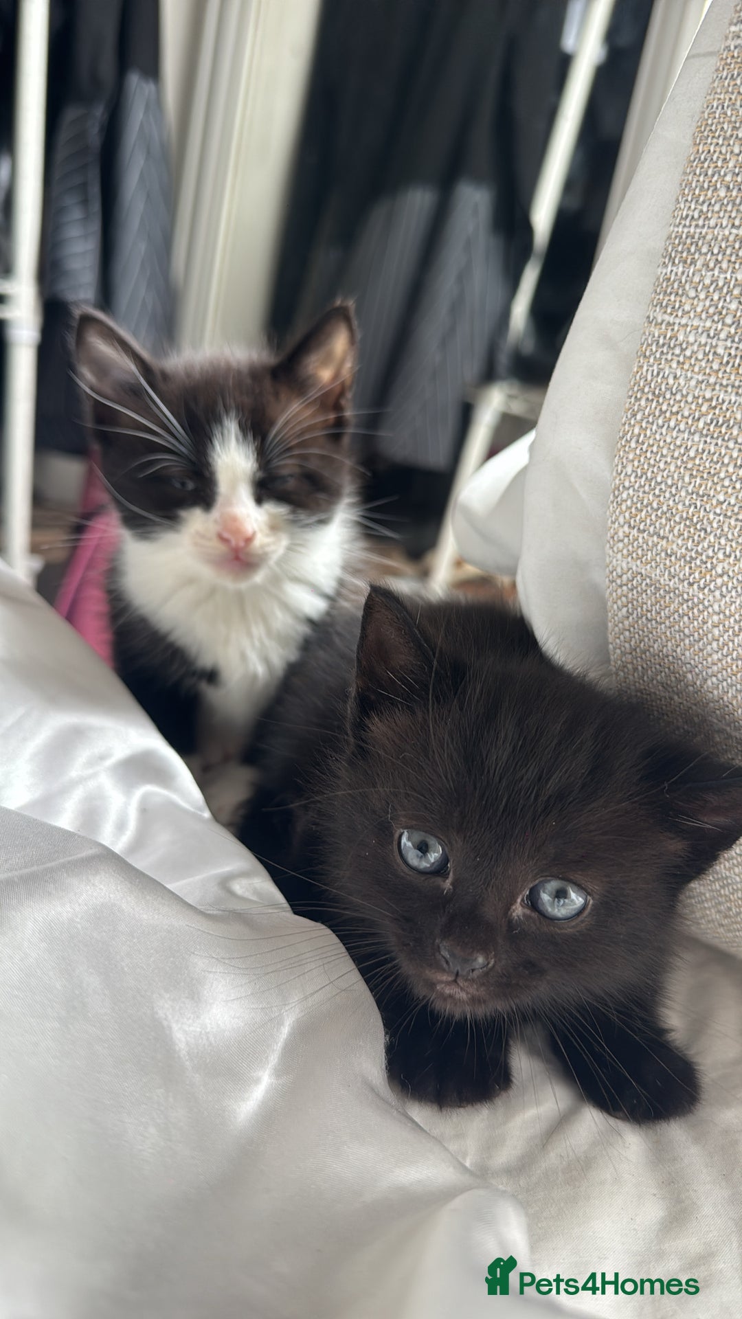 Mixed Breed cats for sale: Adorable 6 week Kittens Looking for Loving Homes! - Image 4