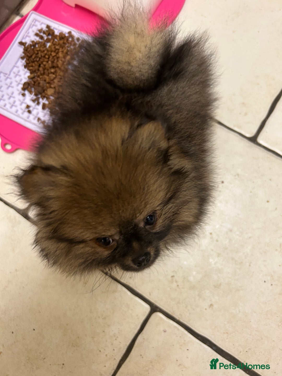 Pomeranian dogs for sale: Stunning puppy bright and funny 🤣  - Advert 3