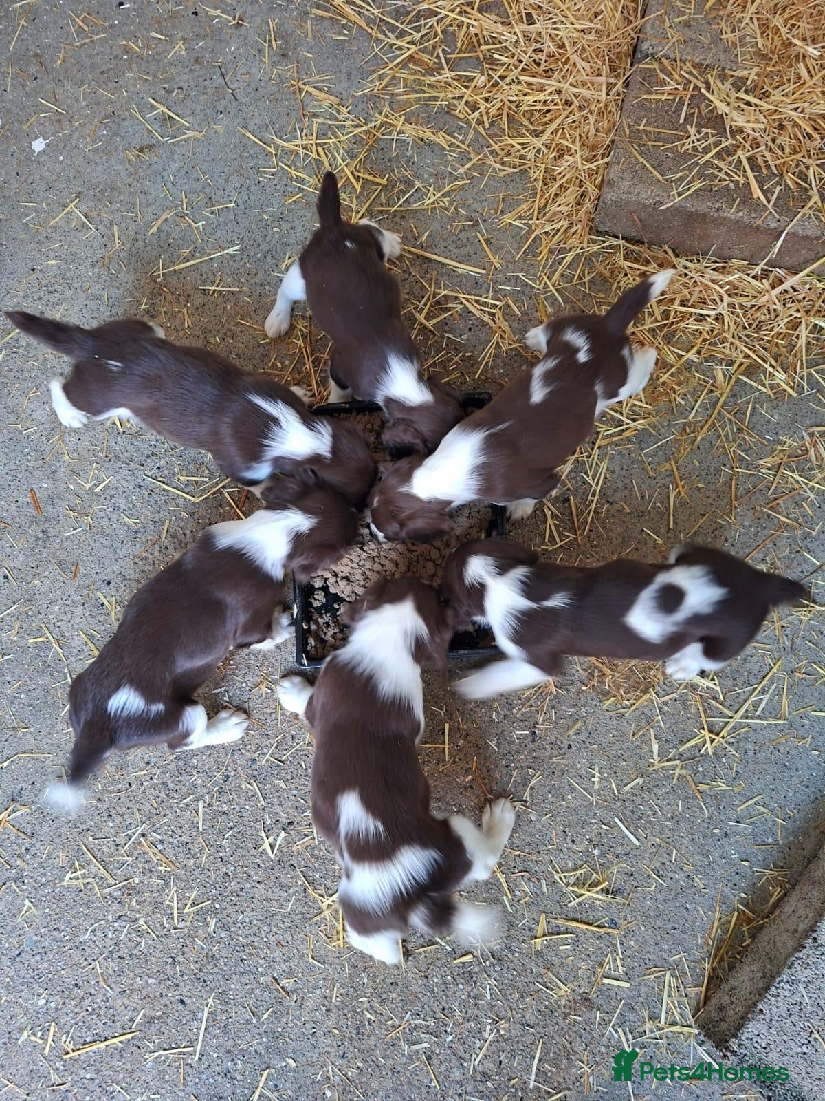 English Springer Spaniel dogs English Springer Spaniel Puppies - Advert 2
