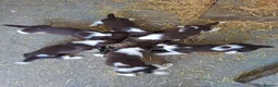 English Springer Spaniel dogs for sale: English Springer Spaniel Puppies in Okehampton - Advert 2