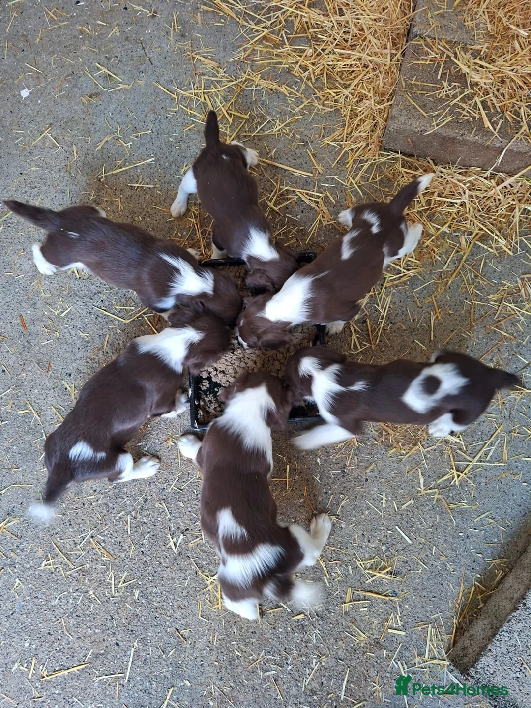 English Springer Spaniel dogs for sale: English Springer Spaniel Puppies in Okehampton - Advert 2