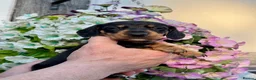 Miniature Dachshund dogs for sale: 7 kc reg dna tested mini dachshund puppies  - Advert 1