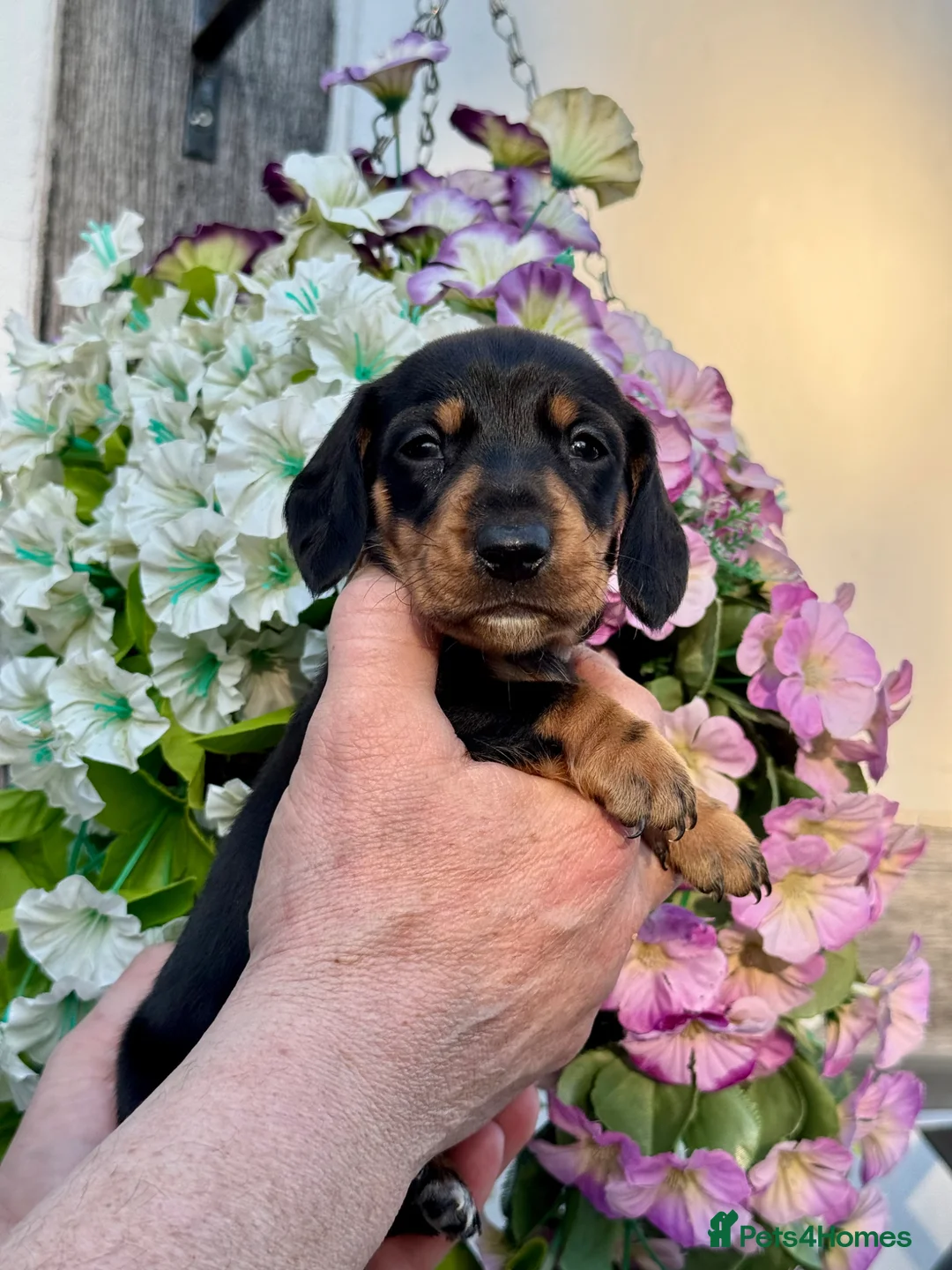 Miniature Dachshund dogs for sale: 7 kc reg dna tested mini dachshund puppies  - Advert 1