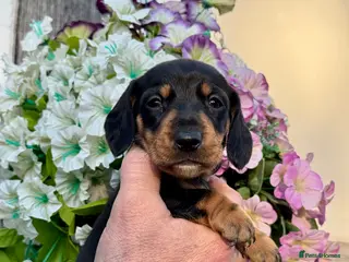 Miniature Dachshund dogs 7 kc reg dna tested mini dachshund puppies - Advert 4
