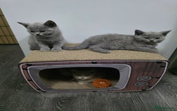 British Shorthair cats for sale: Beautiful British shorthair kittens - Image 2