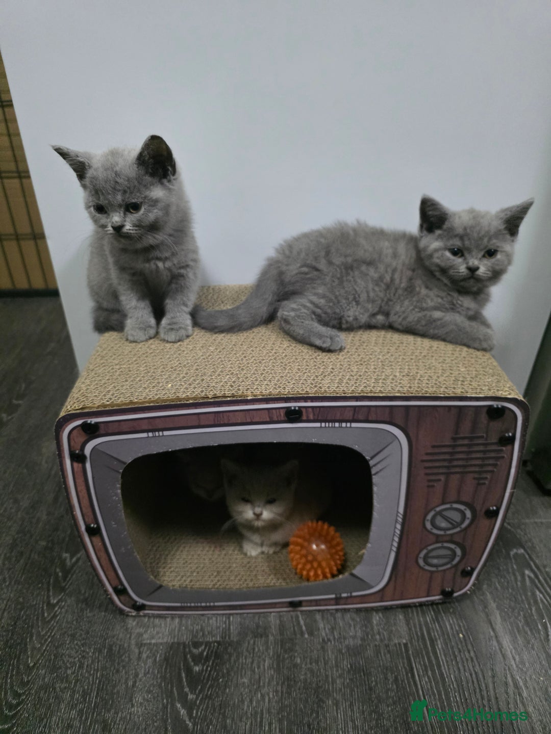 British Shorthair cats for sale: Beautiful British shorthair kittens - Image 2