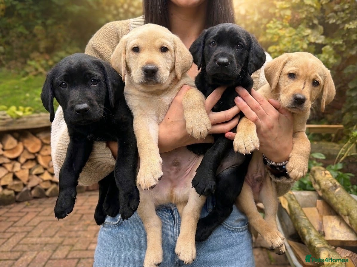 Labrador Retriever dogs 🐾 Outstanding KC Labrador pups Top Health Tested - Advert 1