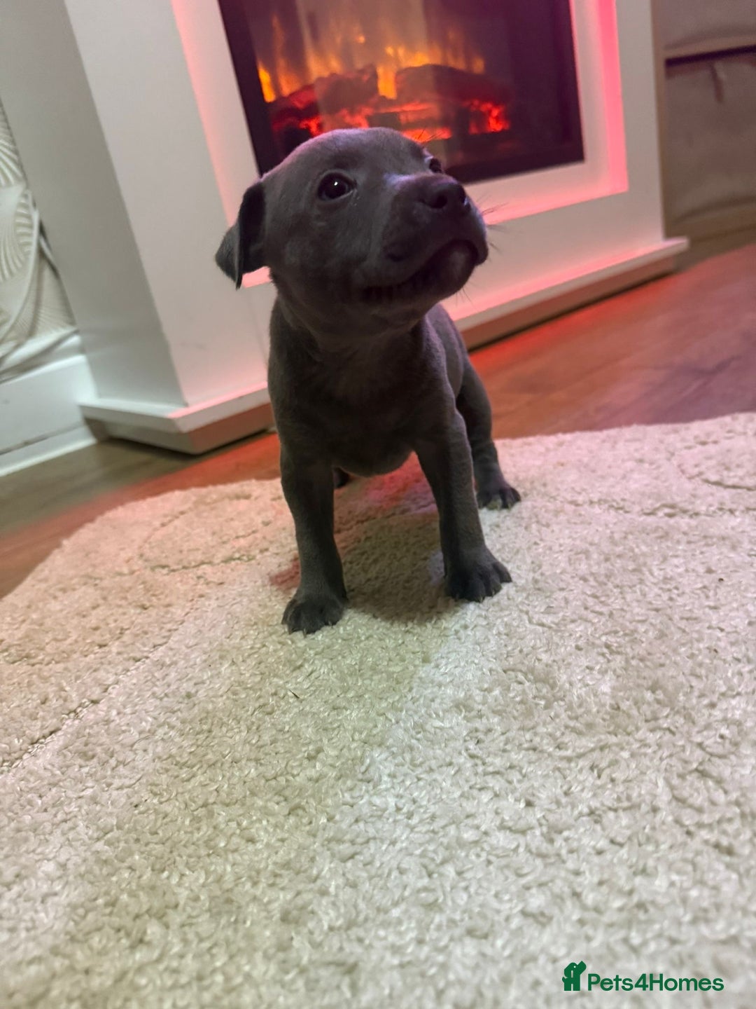 Staffordshire Bull Terrier dogs for sale: 9 Beautiful blue staff puppy’s !  - Image 8