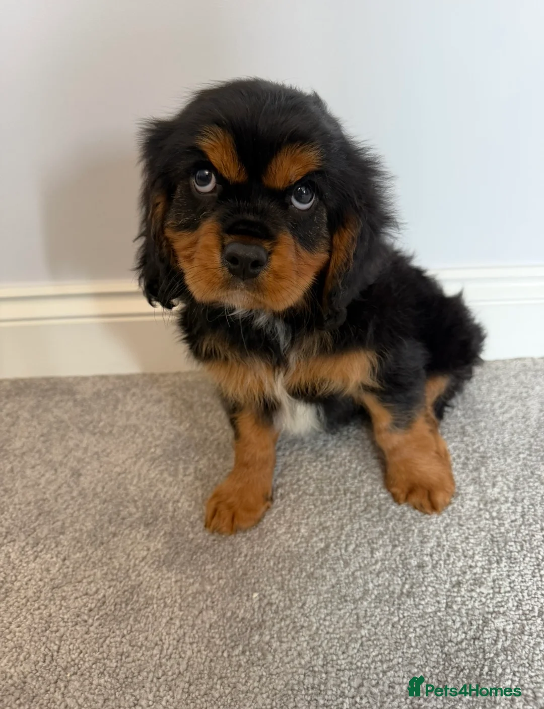 Cavalier King Charles Spaniel dogs for sale: Beautiful health tested cavalier King Charles  - Advert 13