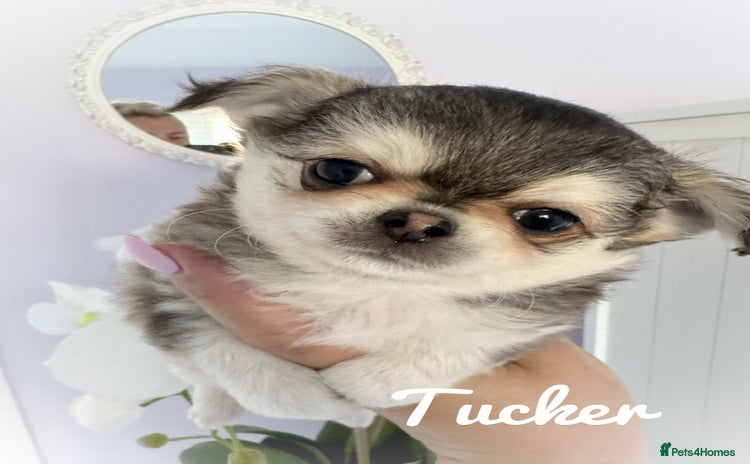 Chihuahua dogs - Advert 4