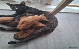 Mixed Breed cats for sale: CUTE KITTIES❤💕 - Image 7