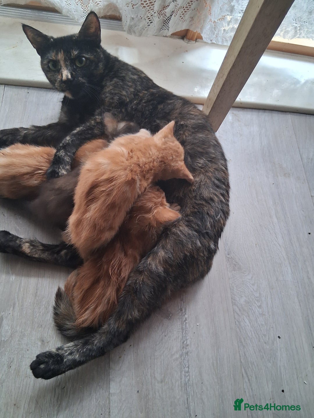 Mixed Breed cats for sale: CUTE KITTIES❤💕 - Image 7
