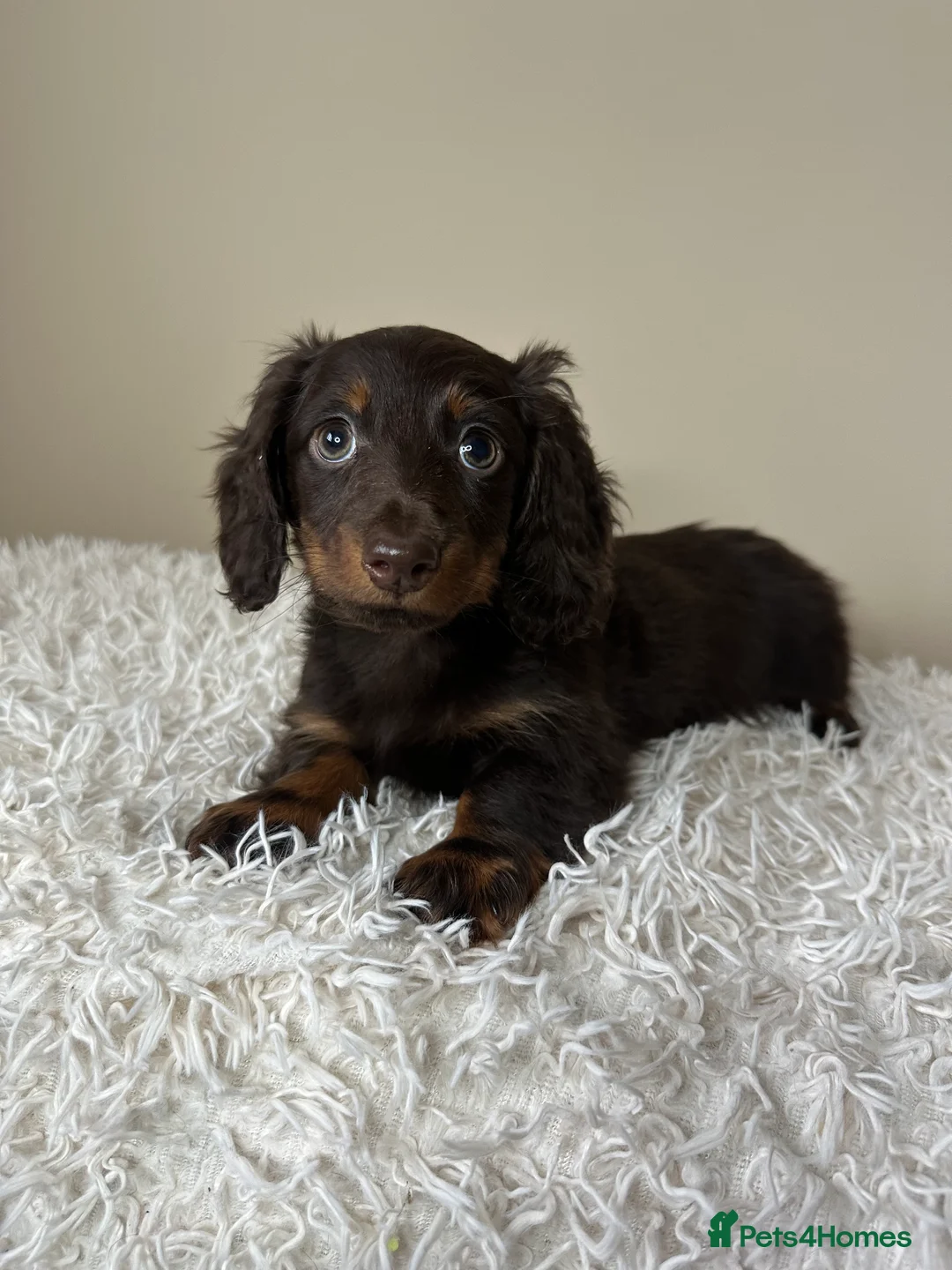 Miniature Dachshund dogs for sale: Long-Haired Miniature Dachshund Puppies  - Advert 2