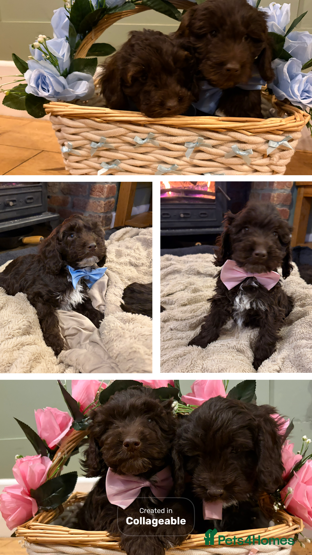 Cockapoo dogs for sale: Beautiful litter of chocolate cockapoo puppies  - Advert 1