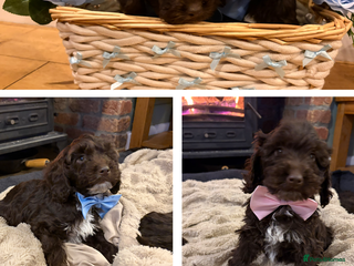 Cockapoo dogs for sale: Beautiful litter of chocolate cockapoo puppies - Advert 1