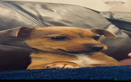 Patterjack dogs for sale: Jack Russel x patterdale dog  - Image 3