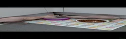 Sphynx cats for sale: Two beautiful sphynx kittens - Advert 3