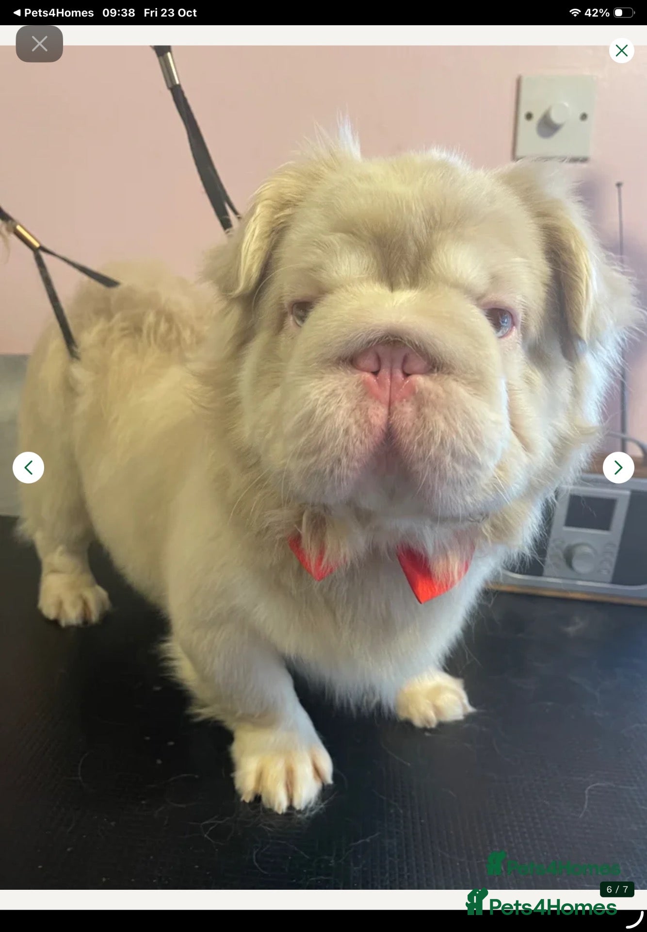 French Bulldog dogs KC fluffy pink boy for sale  - Advert 18