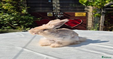Angora rabbits - Advert 7