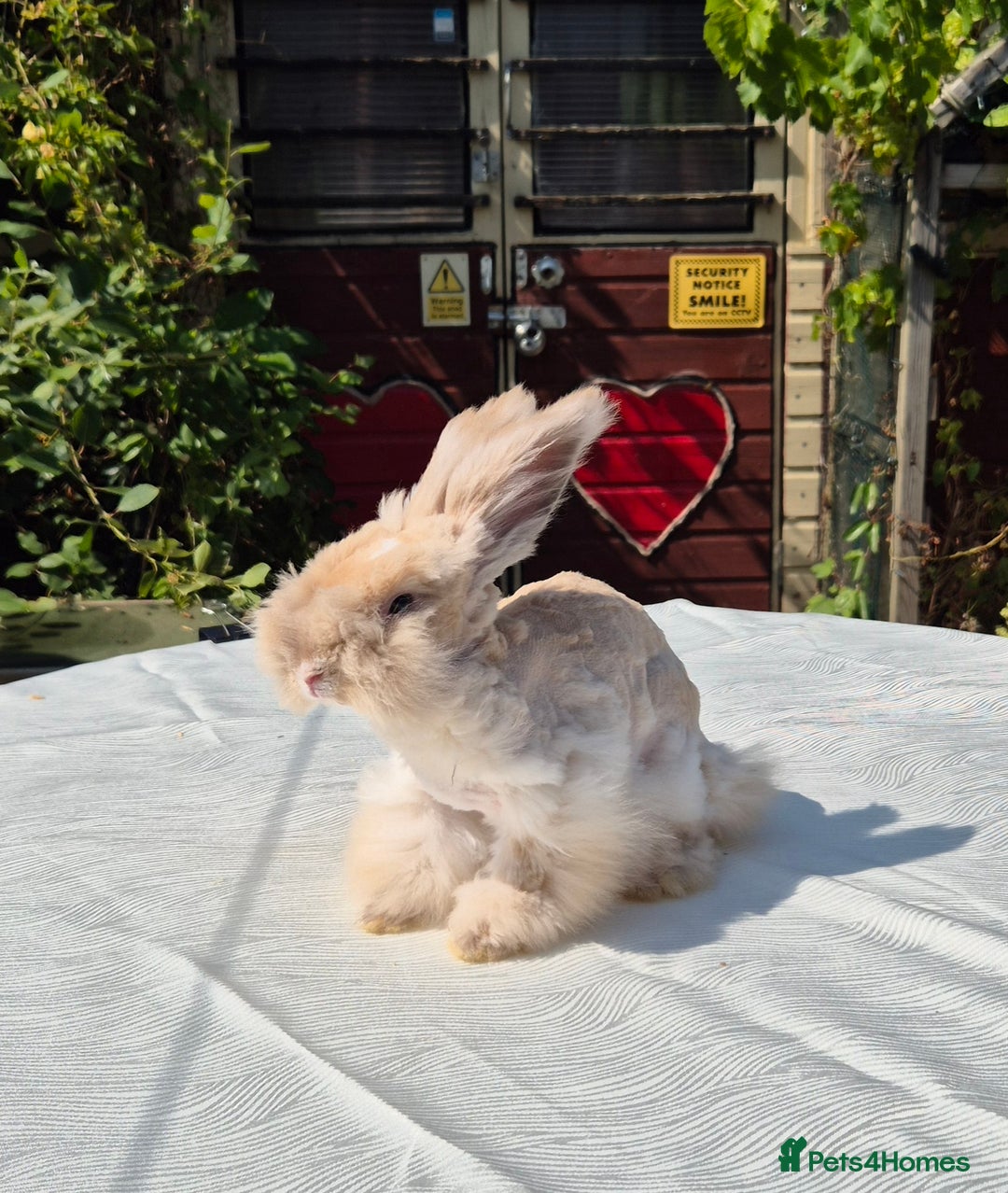 Angora rabbits for sale: Gorgeous Pedigree Full Faced Angora  - Image 2