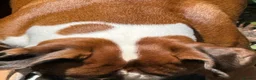 Boxer dogs for sale: 3 boy Boxer puppies for sale - Advert 2