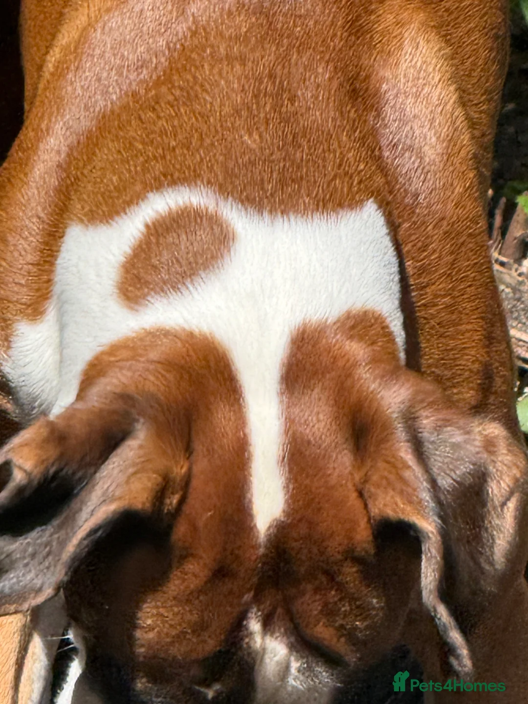 Boxer dogs for sale: 3 boy Boxer puppies for sale - Advert 2