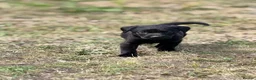 Labrador Retriever dogs for sale: 7 gorgeous kc Labrador puppies - Advert 21