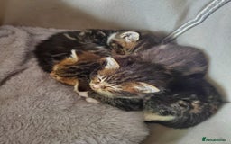 British Shorthair cats for sale: Adorable British Shorthair x Tabby Kittens - Image 12