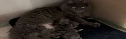 Maine Coon cats for sale: Chunky pedigree Maine coon kittens - Advert 11