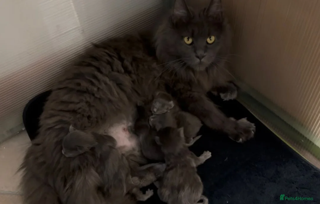 Maine Coon cats for sale: Chunky pedigree Maine coon kittens - Advert 11