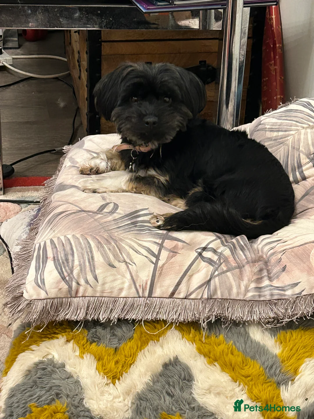 Mixed Breed dogs for sale: Puppies for sale - Advert 2