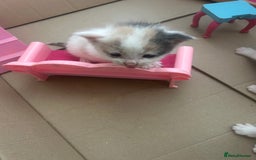 British Shorthair cats for sale: 6 beautiful kittens ready to go! £70 - Image 3