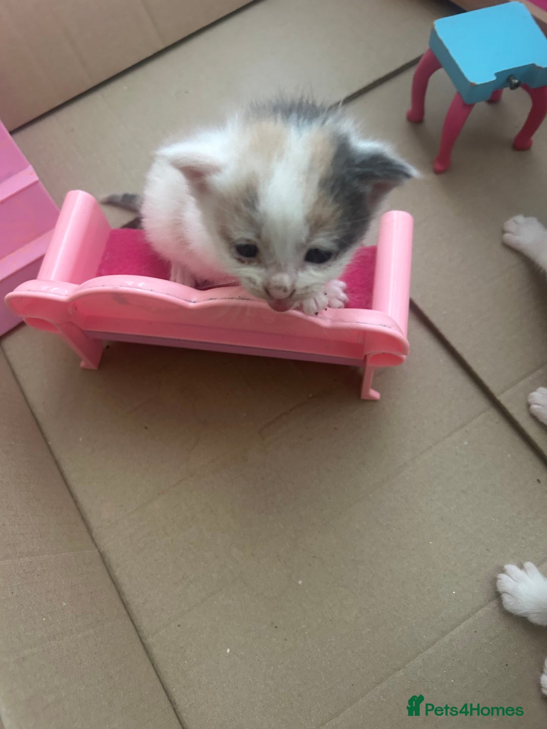 British Shorthair cats for sale: 6 beautiful kittens ready to go! £70 - Image 3