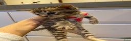 Bengal cats for sale: BEAUTIFUL BENGAL CROSS KITTENS-TWO GIRLS LEFT  - Advert 17