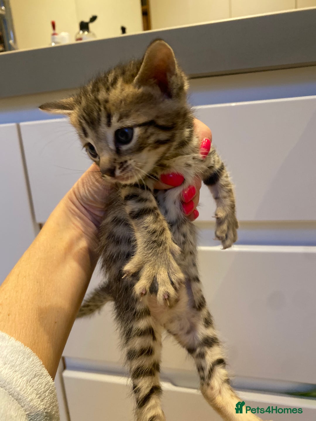Bengal cats for sale: BEAUTIFUL BENGAL CROSS KITTENS-TWO GIRLS LEFT  - Advert 17
