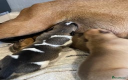 Mixed Breed dogs for sale: Bullsky puppies  - Advert 5