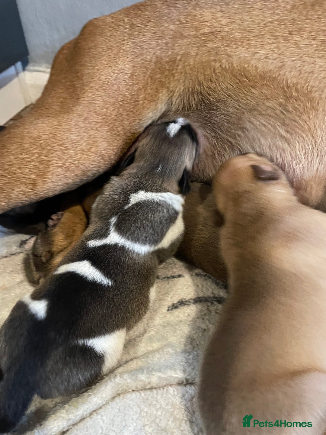 Mixed Breed dogs for sale: Bullsky puppies  - Advert 5