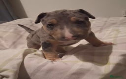 Miniature Bull terrier dogs for sale: Tri merle male - Advert 1