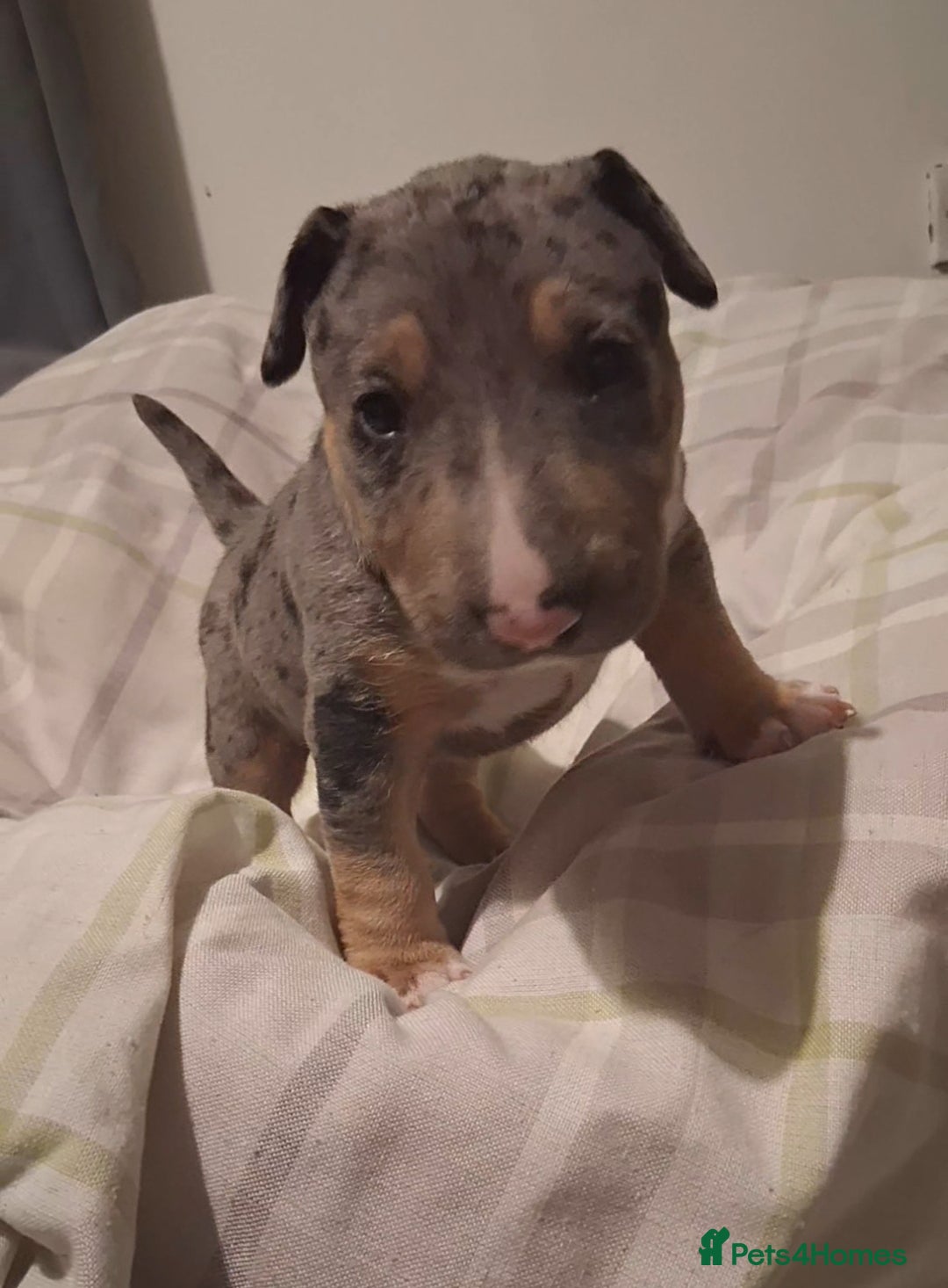 Miniature Bull terrier dogs for sale: Tri merle male - Advert 1