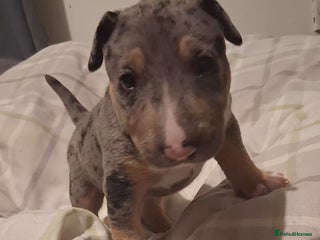 Miniature Bull terrier dogs Tri merle male - Advert 3