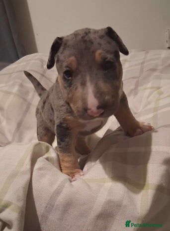 Miniature Bull terrier dogs Tri merle male - Advert 1