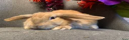 Continental Giant rabbits for sale: Continental Giant x mini lop - Advert 3