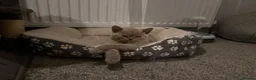 British Shorthair cats for sale: Beautiful British Shorthair Kittens - Advert 4