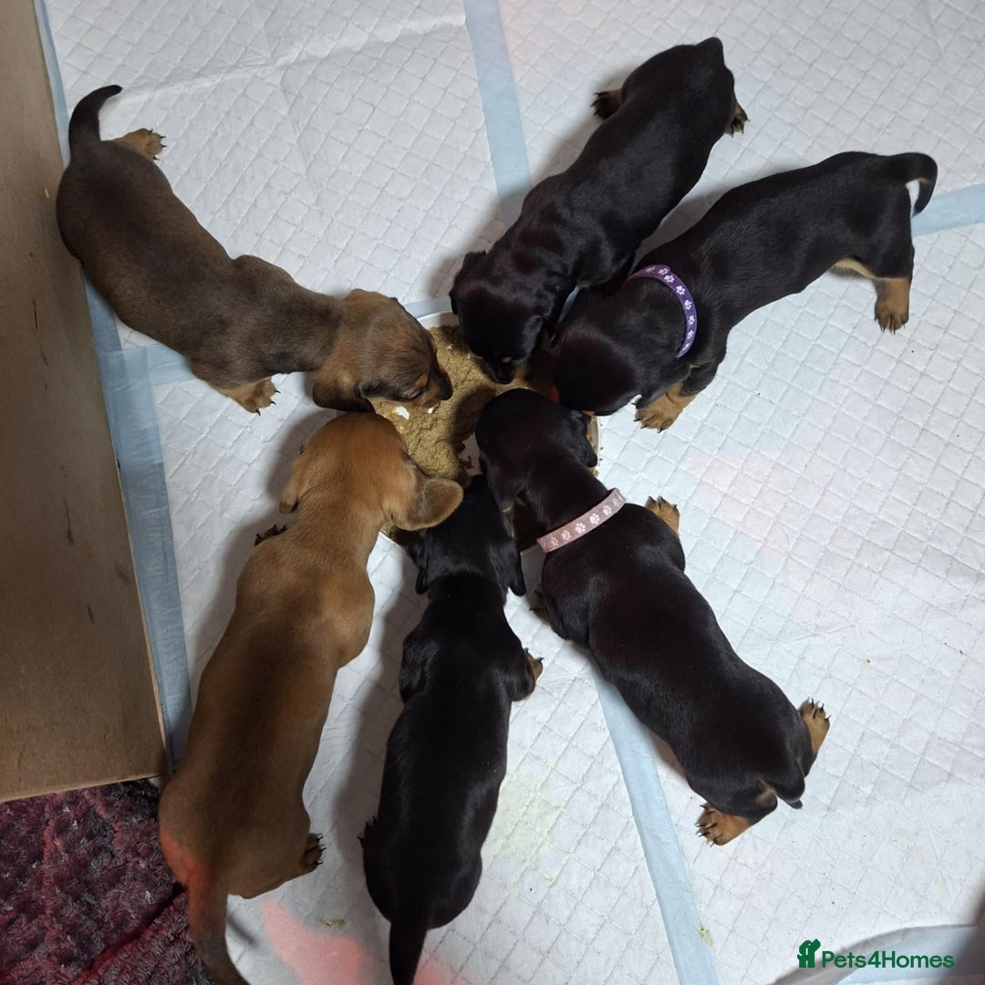 Dachshund dogs for sale: 5 gorgeous Dachsund puppies - Advert 8