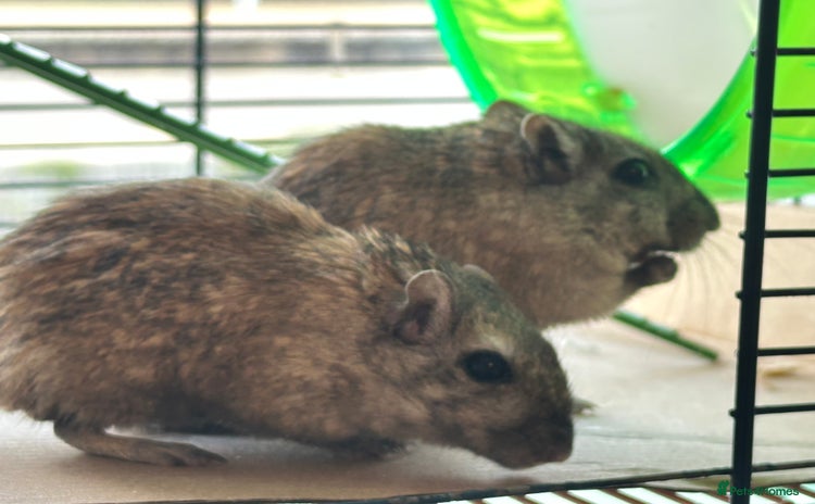 Gerbil rodents - Advert 1