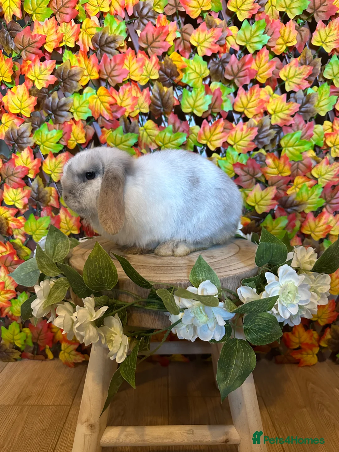 Mini Lop rabbits for sale: Minilop doe 🩶 - Advert 5