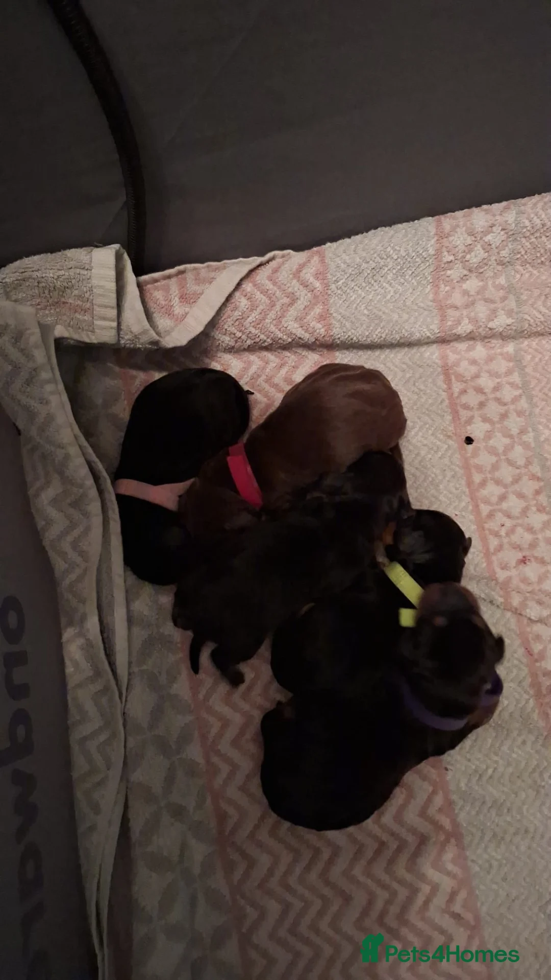 Dachshund dogs for sale: Gorgeous litter of dachshunds!!  in Barnsley - Advert 7