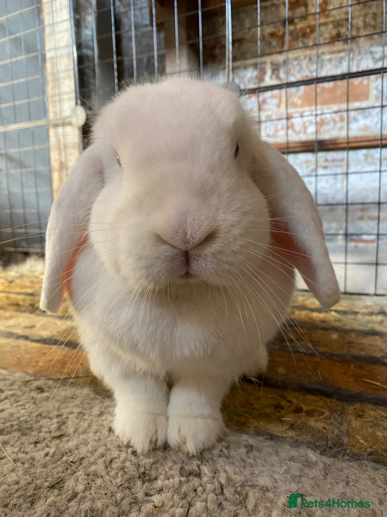 Mixed Breed rabbits Female White Lop looking for new home & companion - Advert 1