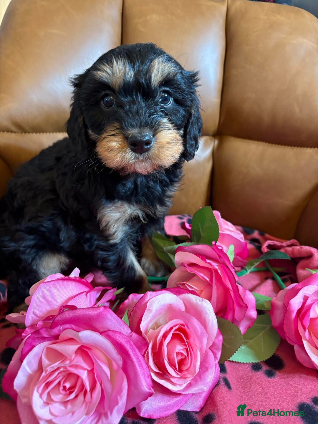 Cavapoo dogs for sale: Ruby &black n tan boys and girls  - Image 8